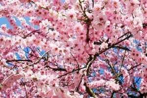 　花粉　さくら　桜　sakura
